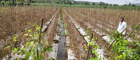  Crop Damage