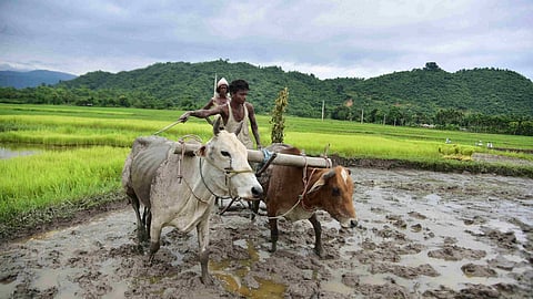 Agriculture