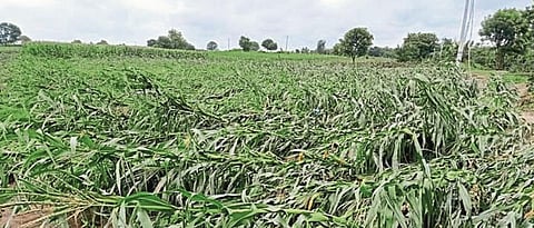Major damage to crops due to floods in Jalna