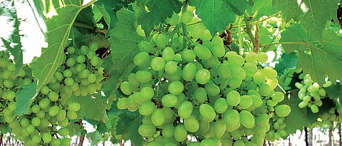 Grape crop damage