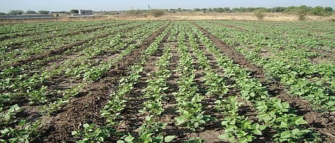  cultivation practices of green gram and black gram