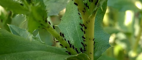 Safflower Aphids