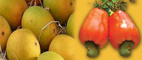 Mango Cashew