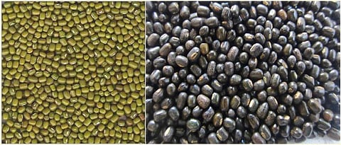 Moong Urad