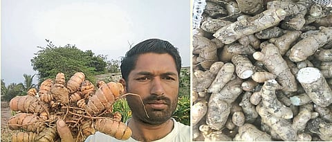 Ishwar sapkal while showing turmeric tubers
