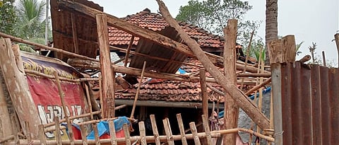 Chakrikavadacha Rajapur Talukyala Vigorous Danka