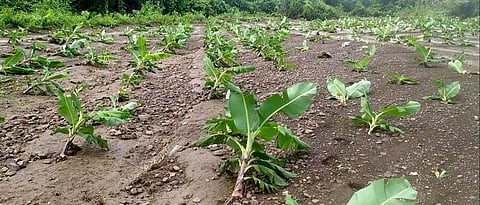 Crop Damage Survey