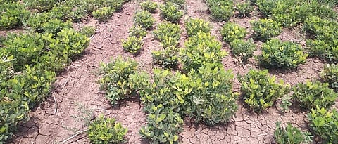 भुईमूग काढणी अंतिम टप्प्यात,  बाजार बंदमुळे विक्रीचा प्रश्‍न Groundnut harvesting in final stage, Question of sale due to market closure