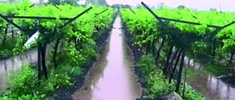 Grape Advisory
