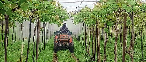 Grape Spraying 