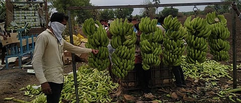 Banana export 