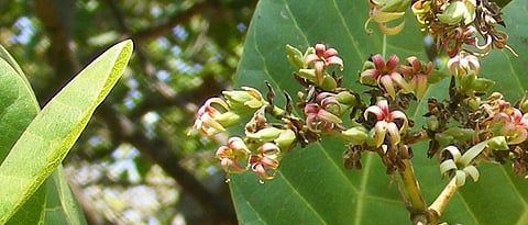 mango, cashew orchardists