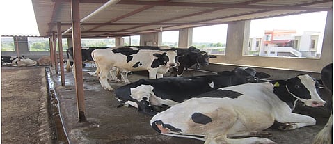 Nandurbar: Appeal to submit application for the scheme of Animal Husbandry Department
