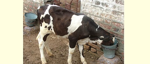 Adequate feeding of calf's during the growth phase.