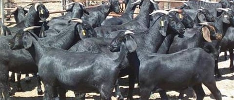 Goat Farming