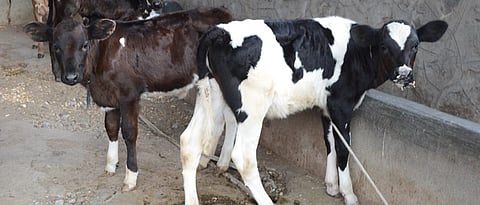 Breeding management of calves