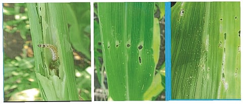  stem borer in sorghum