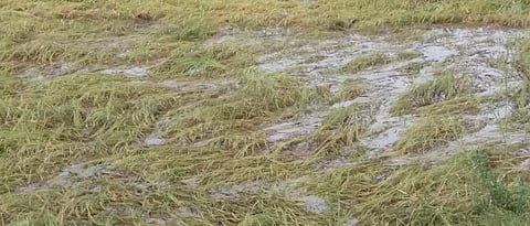 agri advisory for kokan region 