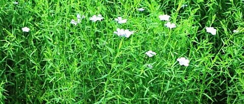  Linseed A viable alternative to financial well-being’