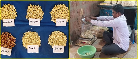 grading of  cashew nut