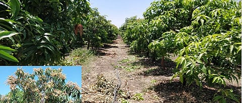 mango orchard