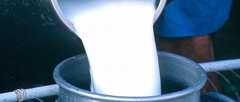 Milk Dairy 