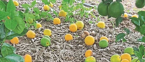 Sweet Orange