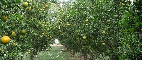 Fruit Crop Insurance