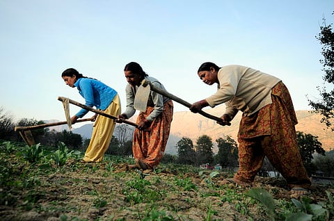 Women’s contribution to agriculture not captured in national statistics 