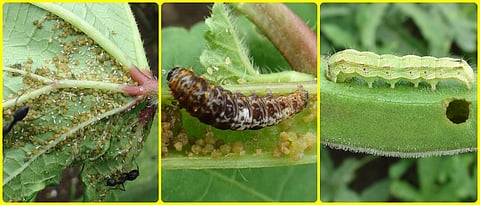 Integrated management of insects on okra