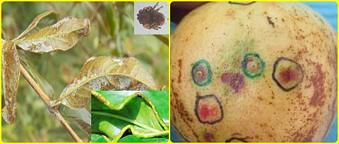 pomegranate  advisory
