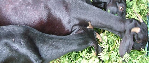 goat farming