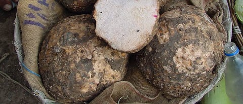 Elephant Foot Yam