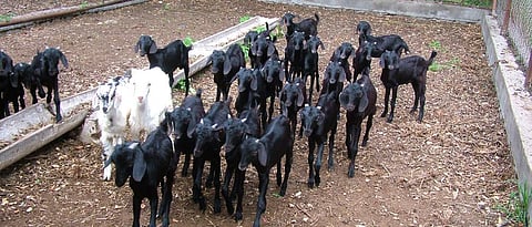 goat farming
