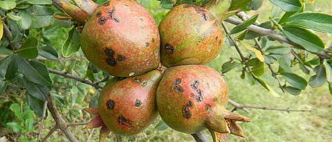 Bacterial Blight on pomegranate 