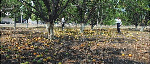 The orange orchard should be cleaned. Apply Bordeaux paste on the injured branches and trunks.