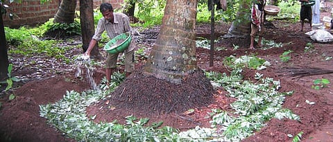 Apply proper amount of fertilizers in coconut orchard.