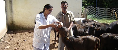 Proper care should be taken while treating sick animals