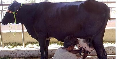 cow 