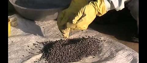 seed treatment 