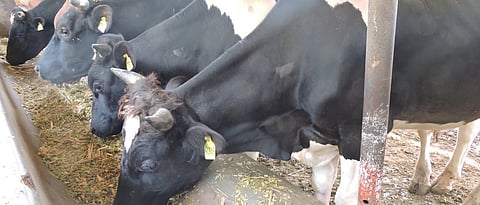Make animal feed at home