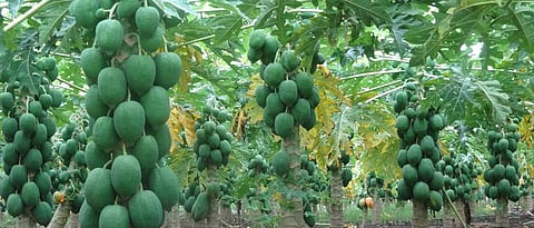 Papaya Subsidy 