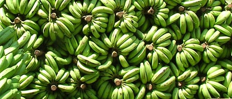 Banana