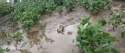  Crop Damage 