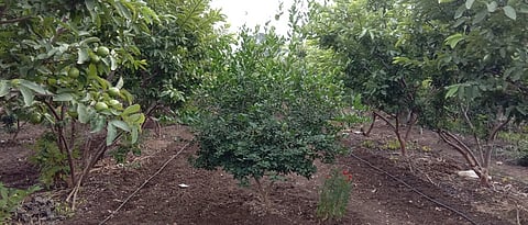 आंतरपिक पद्धती ःपेरू बागेत लावलेला लिंबू.