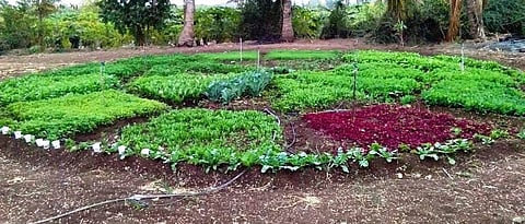 Each family should plant a variety of vegetables in the backyard.