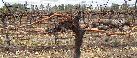 grapes advisory