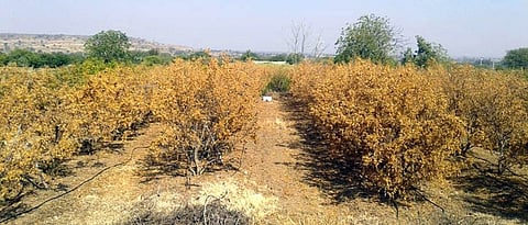 संग्रहित छायाचित्र