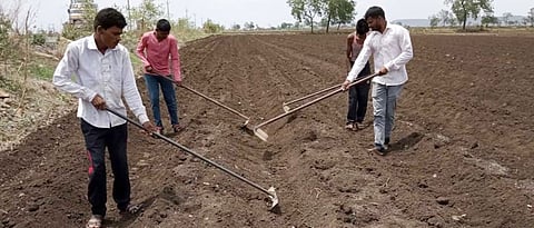 हळद लागवड उशिरा झाल्यामुळे उत्पादकतेत घटीची शक्यता