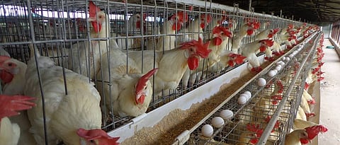  Poultry Feed 